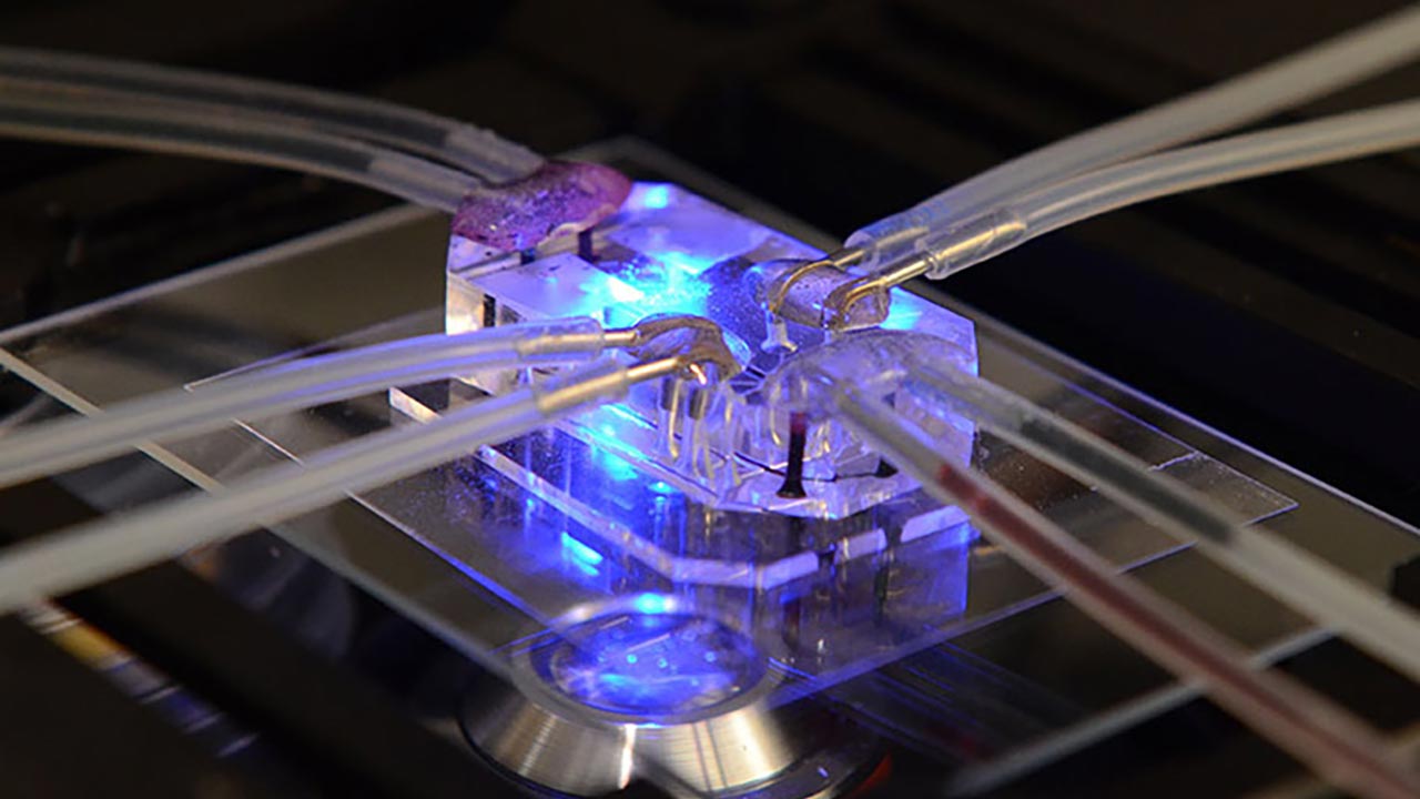 This lung-on-a-chip serves as an accurate model of human lungs to test for drug safety and efficacy.