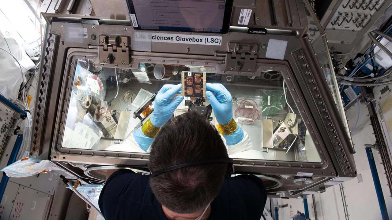 ESA astronaut and Expedition 65 Flight Engineer Thomas Pesquet works on the Cardinal Muscle investigation in the Life Sciences Glovebox aboard the ISS.