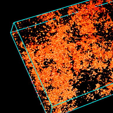 Confocal image stack showing 3D colloidal structure.