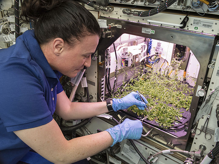 NASA astronaut Serena Aun Chancellor works with plants grown onboard the International Space Station.