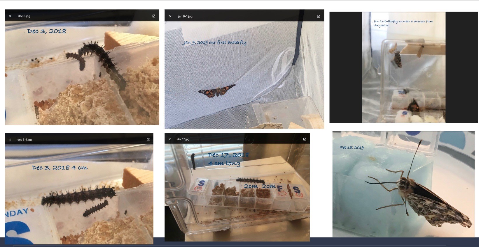 Butterfly 2