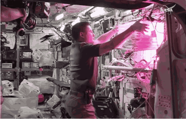 NASA astronaut Kjell Lindgren extracts the collapsible growth chamber from the Veggie unit to harvest red lettuce.