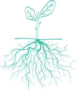 Plants roots e1508778743449