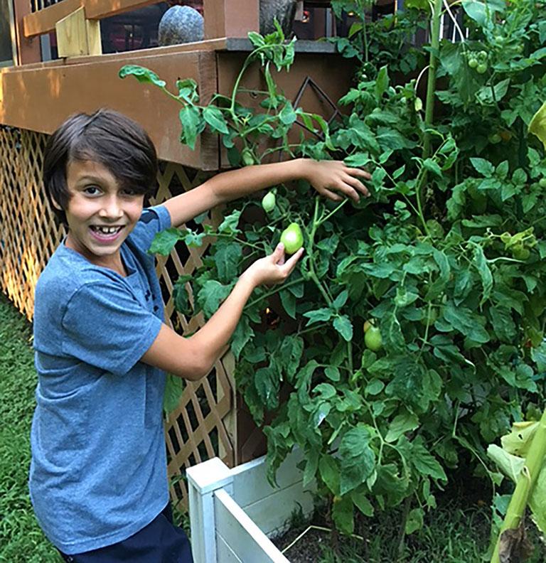 After the class finished its experiments, this student continued caring for his Tomatosphere seedling and it matured into a huge, healthy plant!