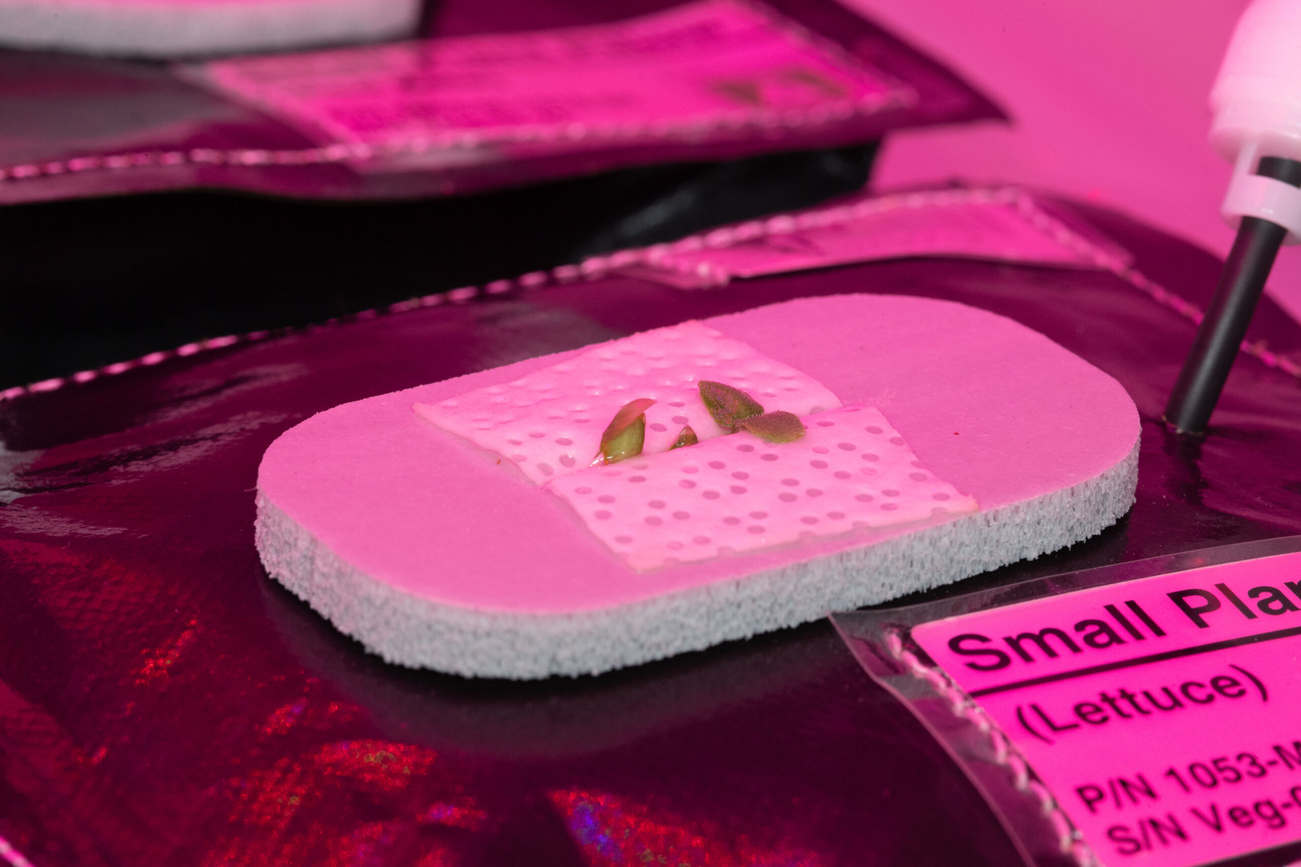 NASA astronaut Serena Aun Chancellor photographed Dragoon lettuce growing in a plant pillow on Oct. 30. If all goes well, the lettuce will be ready to enjoy in time for Thanksgiving.