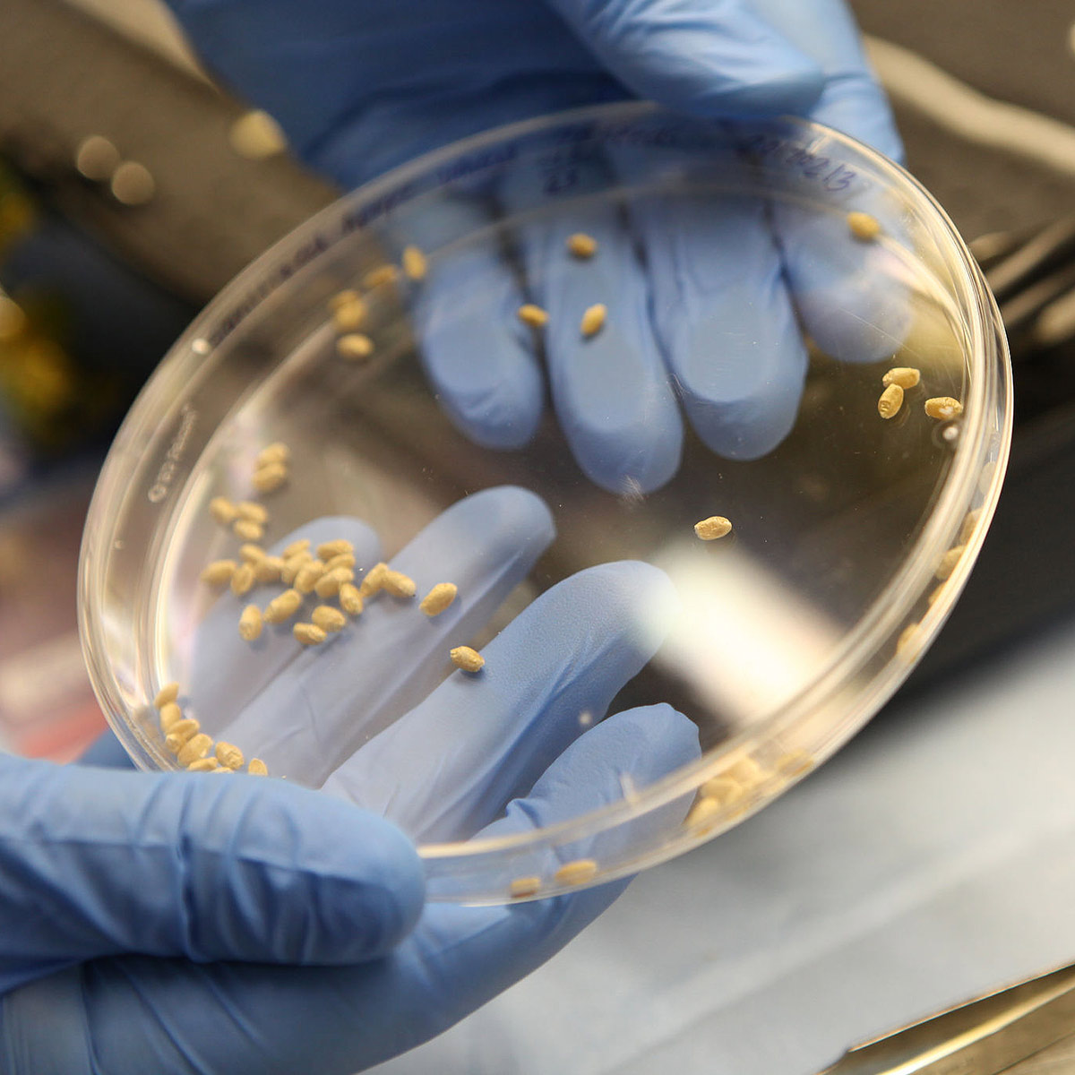 Scientists prepare Apogee wheat seeds for the science carrier, or base, of the Advanced Plant Habitat (APH). A growing substrate called arcillite was packed down in the base and coverings were secured on top of the base
