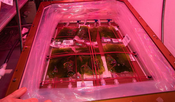 Algae in the Veggie unit