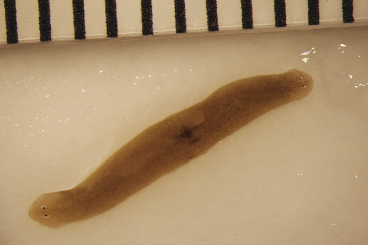 An amputated flatworm fragment sent to space regenerated into a double headed worm, which is a rare spontaneous occurrence.