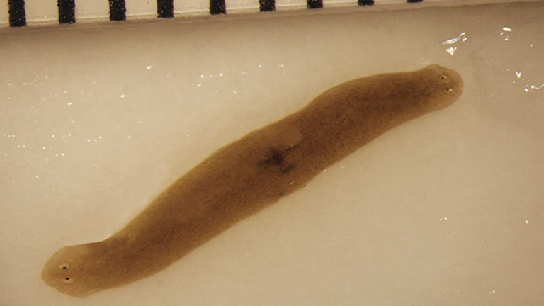 An amputated flatworm fragment sent to space regenerated into a double headed worm, which is a rare spontaneous occurrence.