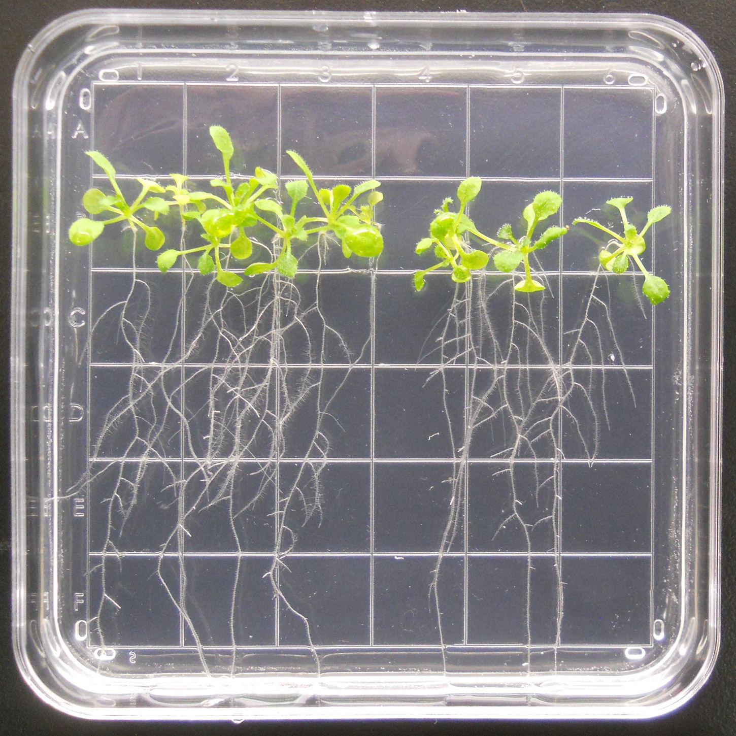 Ten day old Arabidopsis thaliana plants growing vertically on the surface of a 10 cm square nutrient gel Petri plate. This experiment form factor is routinely used in the PIs laboratory for ground based studies, and will be used in the APEX04 flight experiment as well.