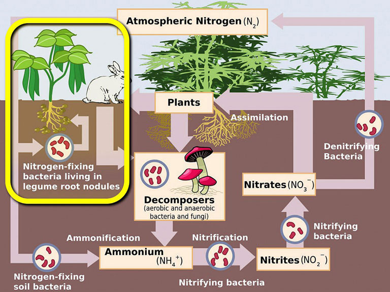 Nitrogen fixation is part of the nitrogen cycle. Bacteria take up nitrogen from the air filling pores in the soil, and convert it into a form that plants can use.