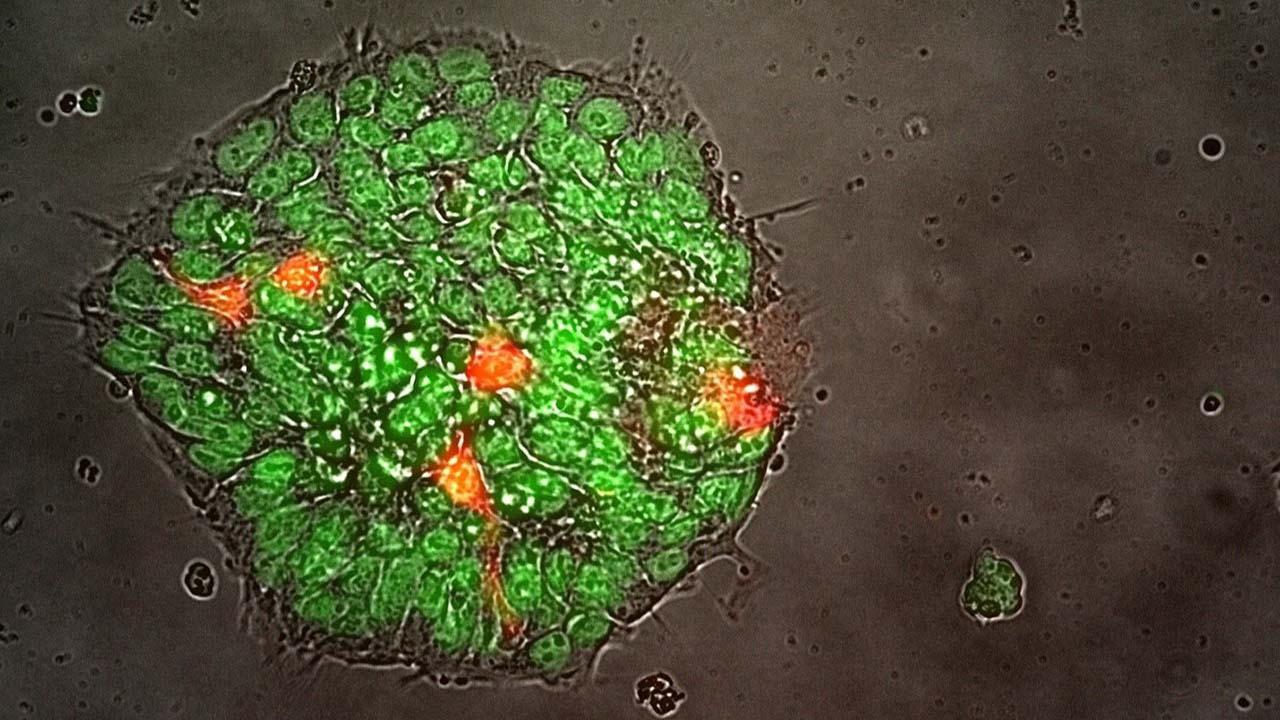 Pluripotent stem cells (shown in green) take up DNA (shown in red), in a process called transfection.