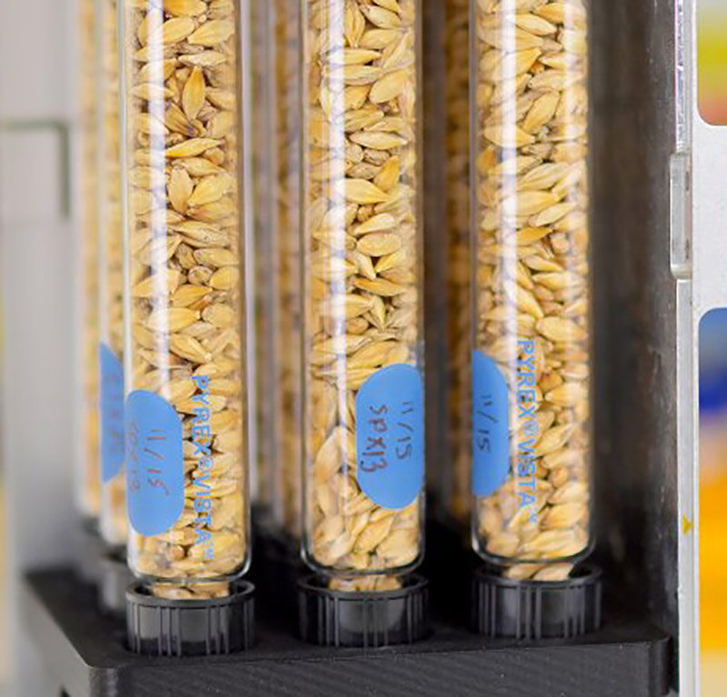 barley seeds space tango