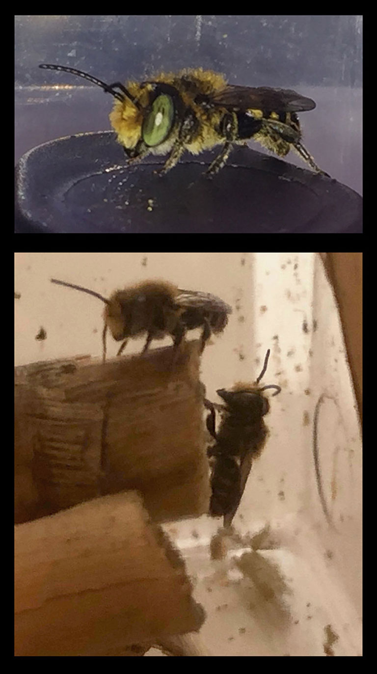 Two test images of alfalfa leafcutter bees (<em>Megachile rotundata< em>) taken by cameras inside the experiment box.” width=”768″ height=”1373″></div><figcaption class=