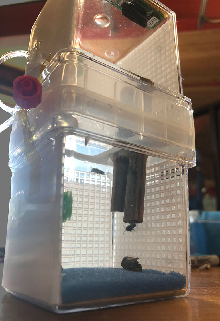 Alfalfa leafcutter bees inside a 2U (10x10x20 cm) box during preliminary testing.
