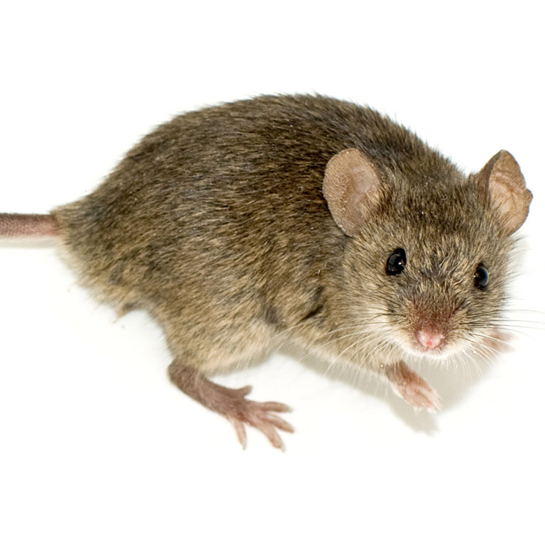 Tissue chips could reduce or replace animal testing.