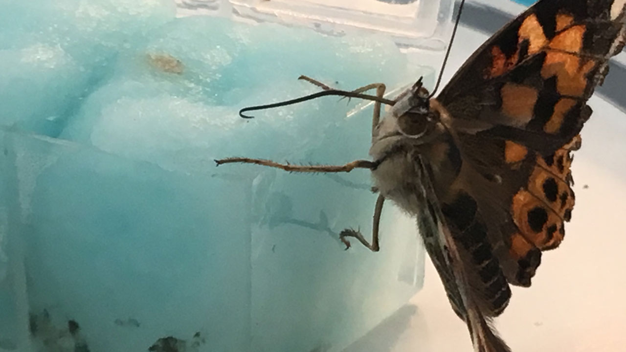 butterfly habitat monarch
