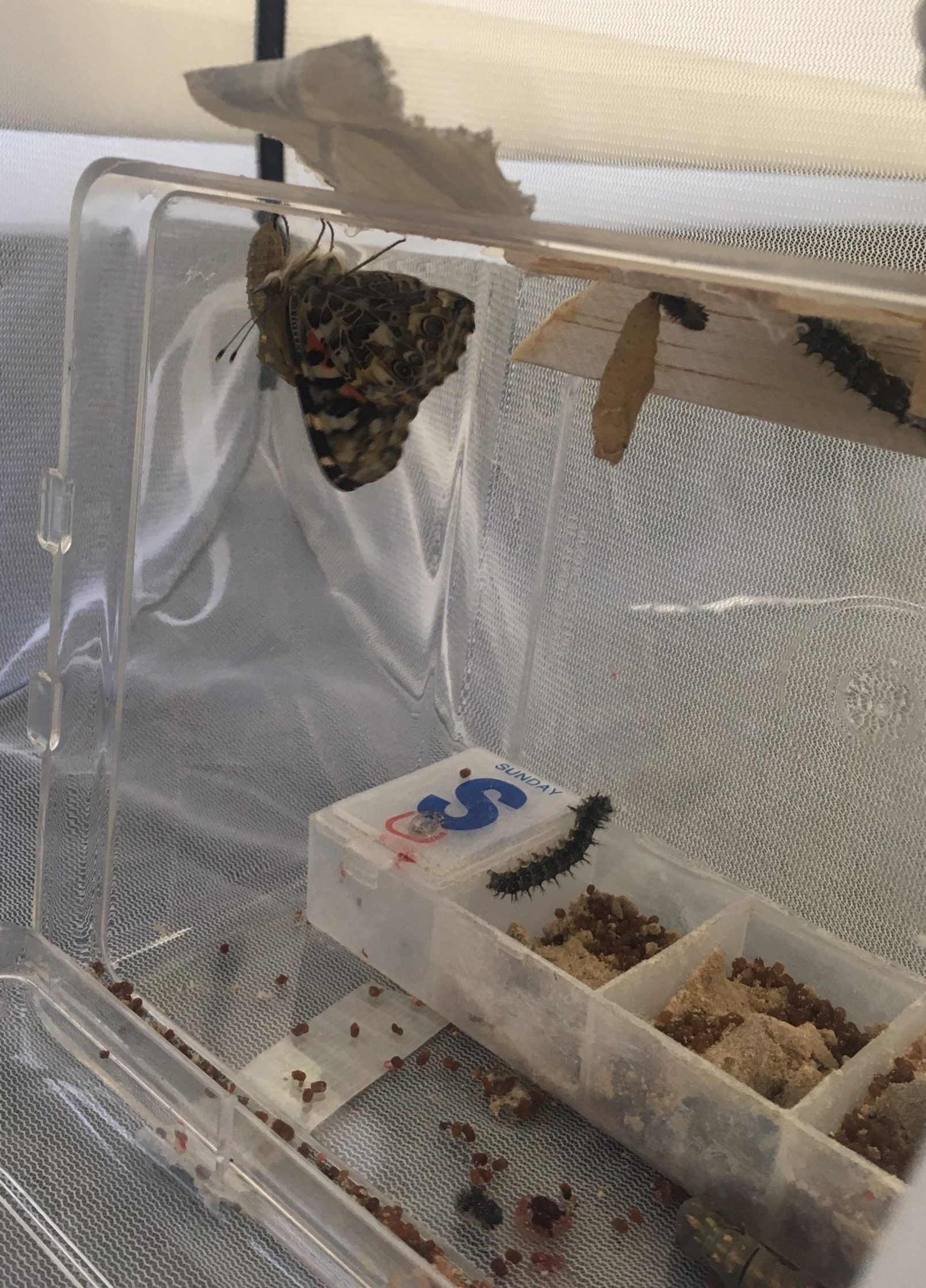 butterfly hanging
