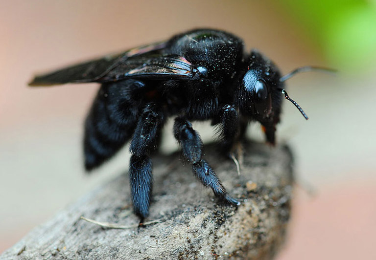 carpetner bee LudovicIvsic