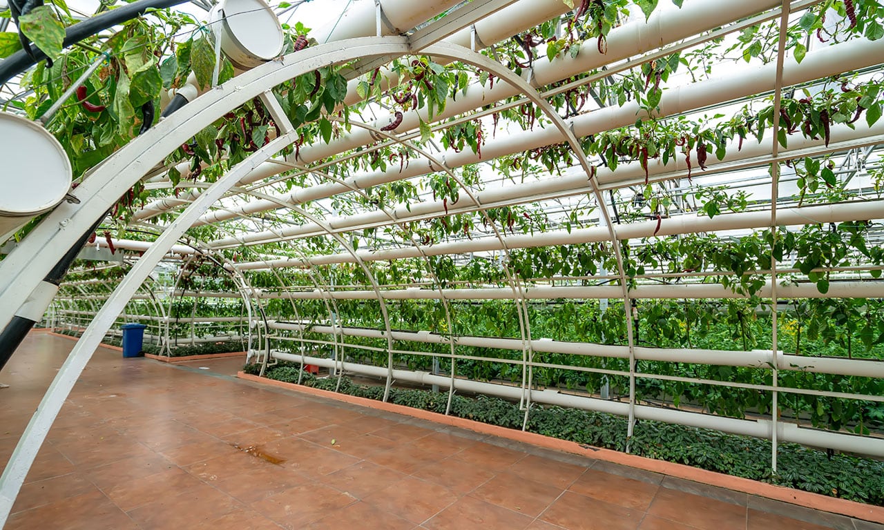 case-study-Greenhouse Greenhouse