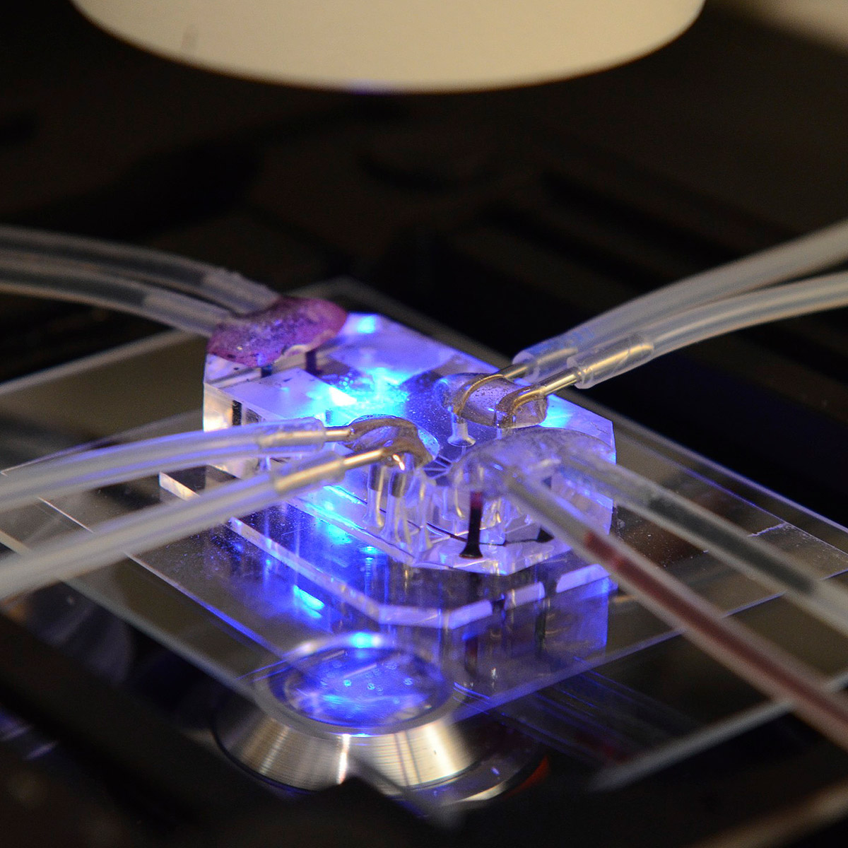 This lung on a chip serves as an accurate model of human lungs to test for drug safety and efficacy.