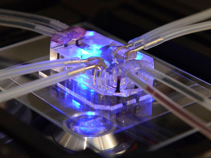 This lung on a chip serves as an accurate model of human lungs to test for drug safety and efficacy.