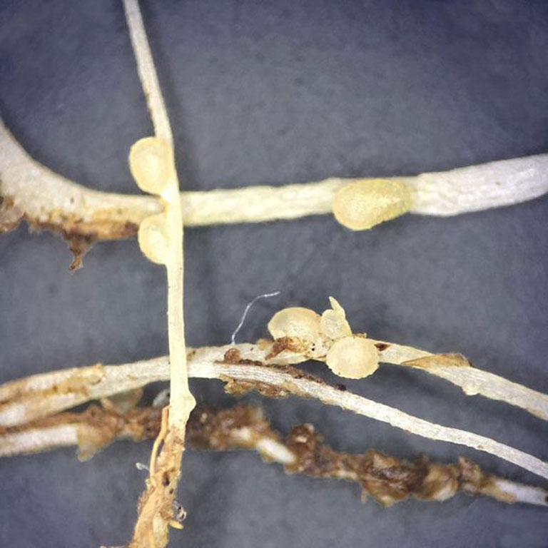 The roots of clover have nodules that contain nitrogen fixing bacteria.