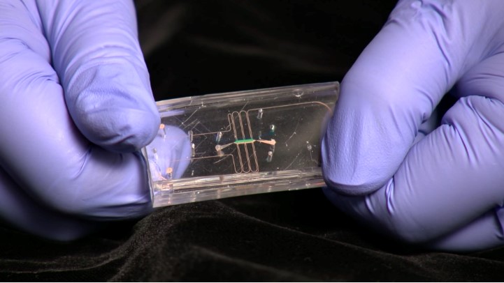 A tissue chip made of clear flexible plastic