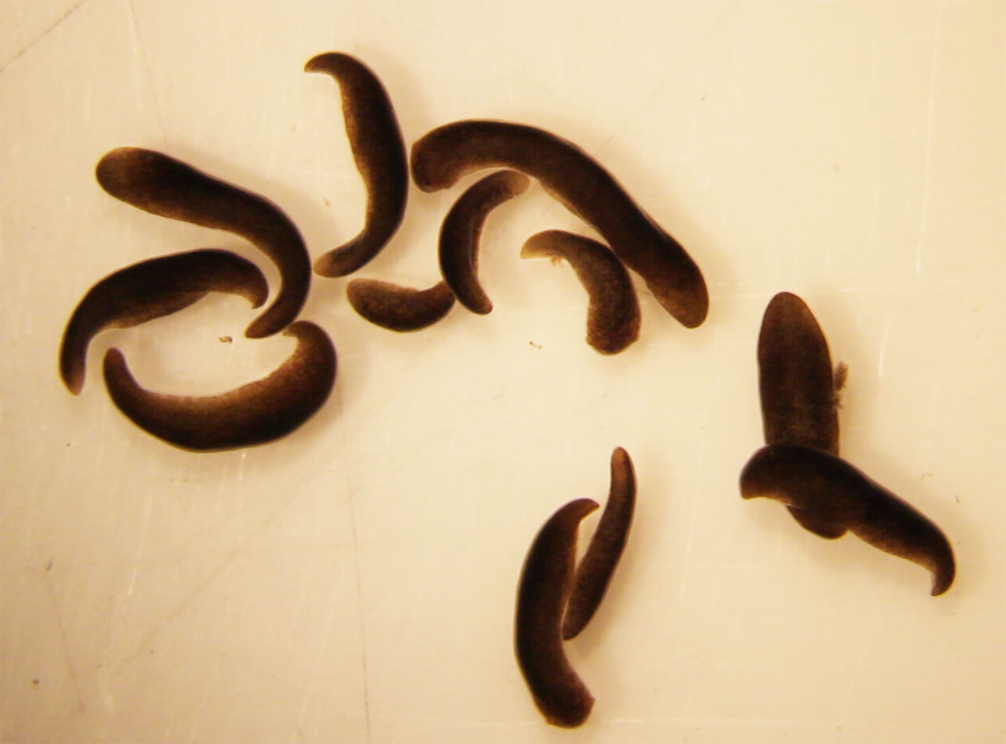 Worms returning from five weeks in space curled up and were immobile when transferred to petri dishes containing fresh spring water. By contrast, stay at home control worms moved rapidly and fully extended themselves.