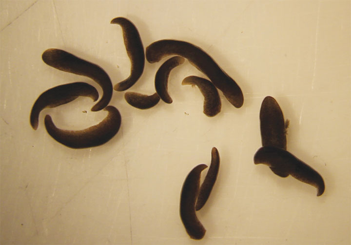 Worms returning from space curled up and were immobile when transferred to petri dishes containing fresh spring water. By contrast, stay at home control worms moved rapidly and fully extended themselves.