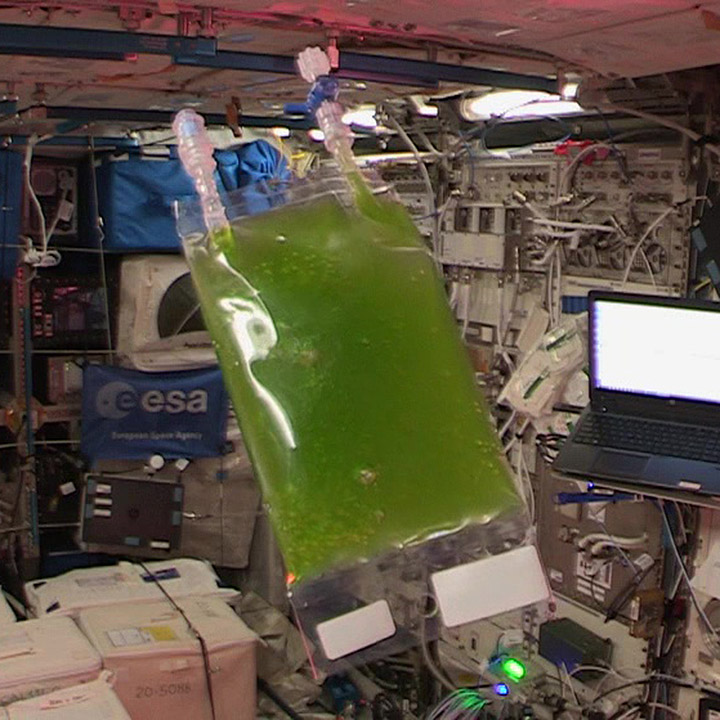 An algae bag floating in the ISS.
