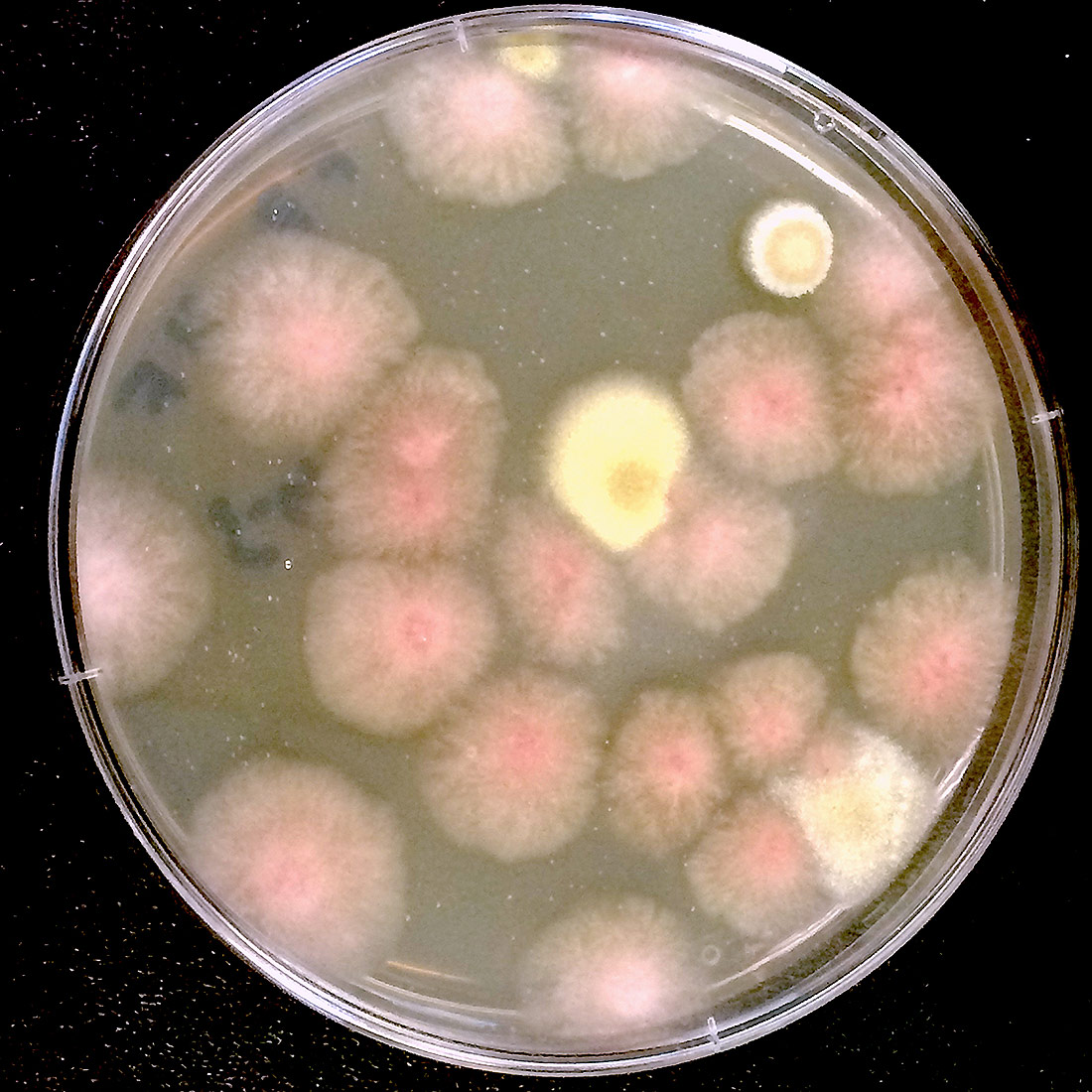 The Microbial Tracking 1 experiment has collected samples of fungi and bacteria from the International Space Station. This fungi sample was collected on May 5 and 6, 2016.