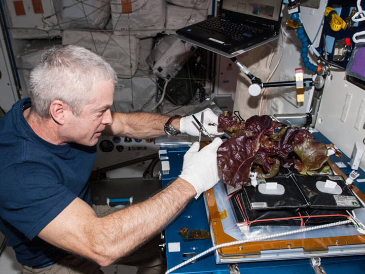 In the International Space Stations Harmony node, NASA astronaut Steve Swanson, Expedition 40 commander, harvests a crop of red romaine lettuce plants that were grown from seed inside the stations Veggie facility, a low cost plant growth chamber that uses a flat panel light bank for plant growth and crew observation. For the Veg 01 experiment, researchers are testing and validating the Veggie hardware, and the plants will be returned to Earth to determine food safety.