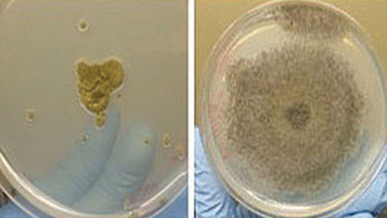 Colony morphologies of the Chernobyl fungal strains that were exposed to microgravity in order to characterize novel bioactive compounds Shown here are Cladosporium sphaerospermum and Cladosporium cladosporioides