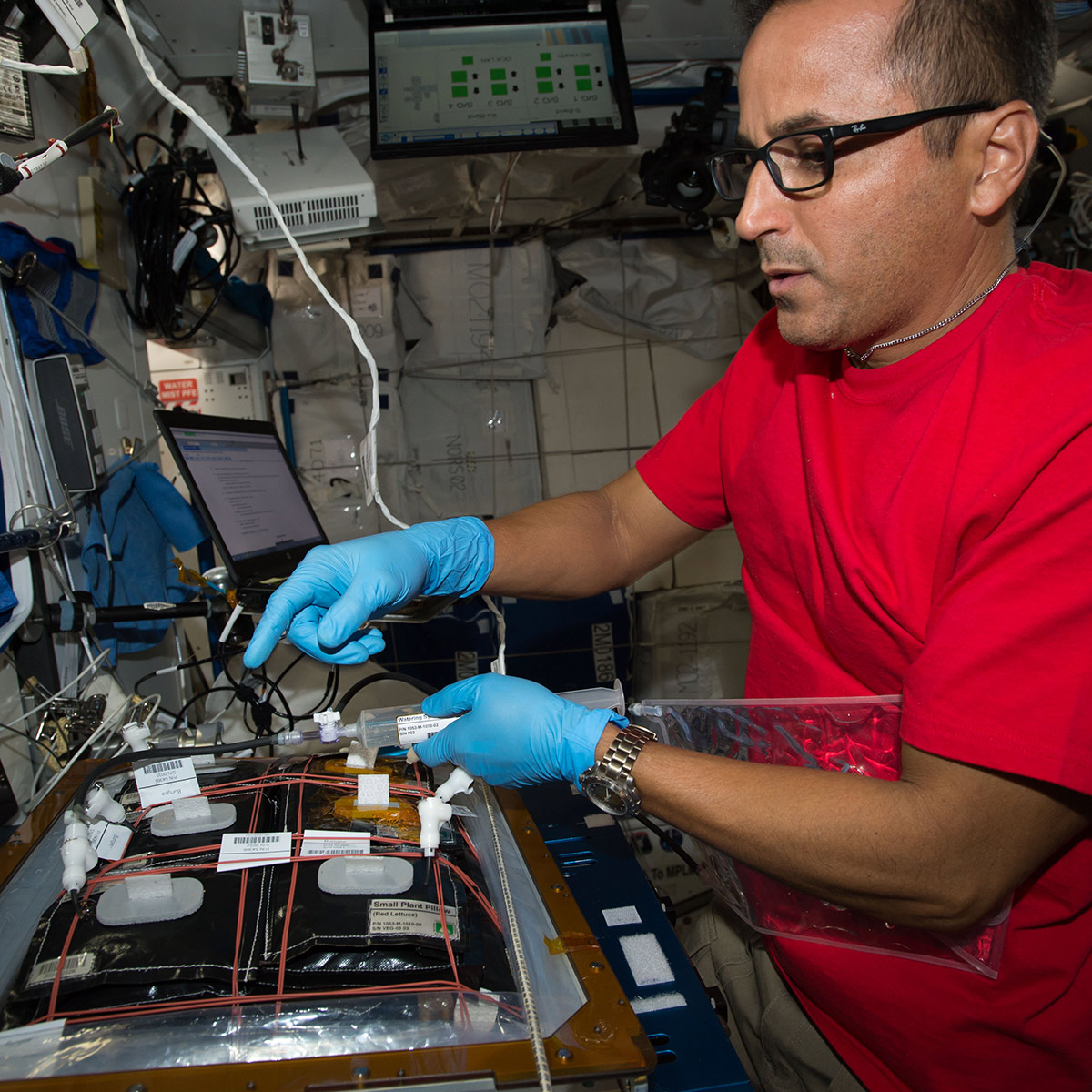 iss053e047057 (Sept. 26, 2017) Flight Engineer Joe Acaba installs botany gear for the Veggie facility to demonstrate plant growth in space for the Veg 03 experiment. The botany study uses the Veggie plant growth facility to cultivate cabbage, lettuce and mizuna, which are harvested on orbit with samples returned to Earth for testing.