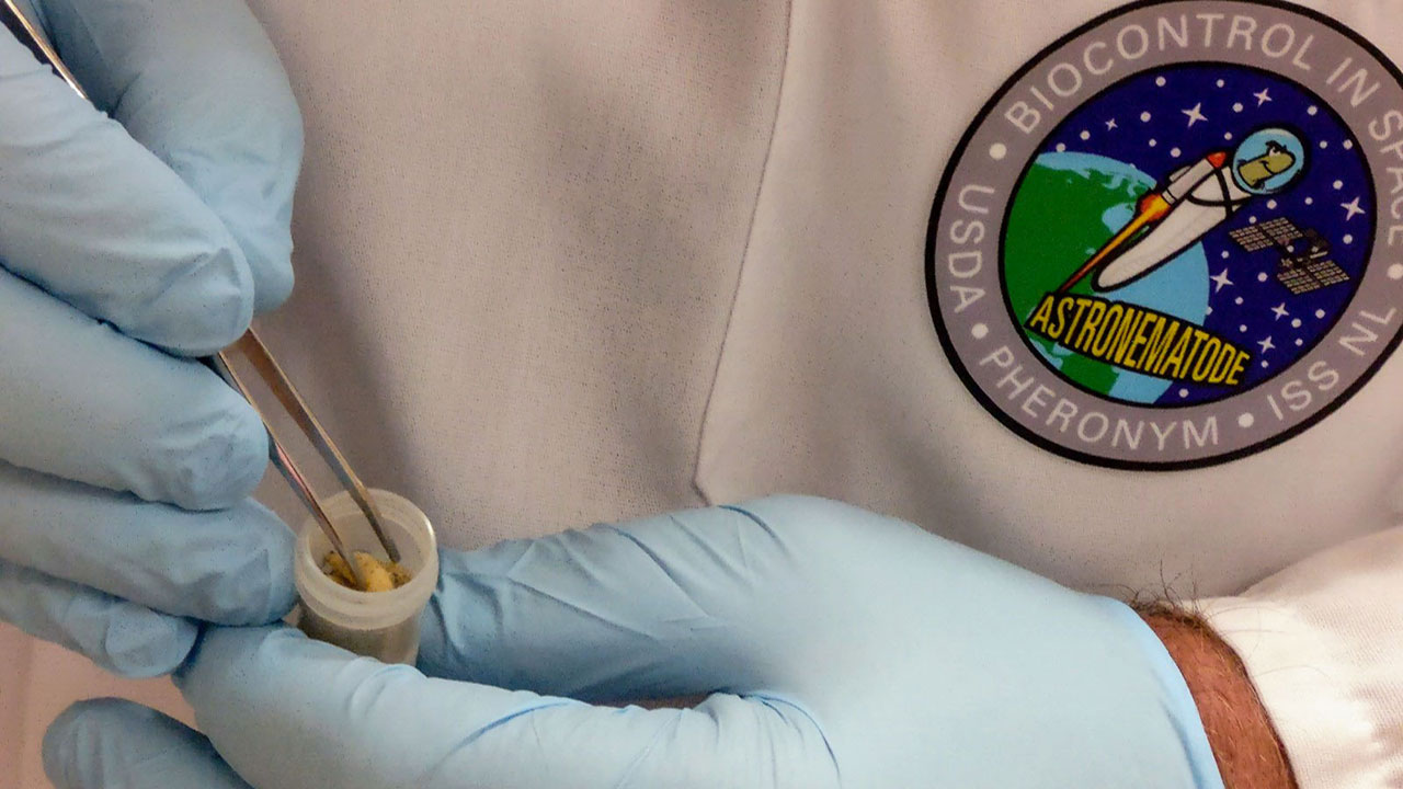 Nematodes are loaded into sample tubes for Pheronyms investigation. The project seeks to test the effects of microgravity on the movement and infection behavior of beneficial nematodes, which are used to control agricultural insect pests.