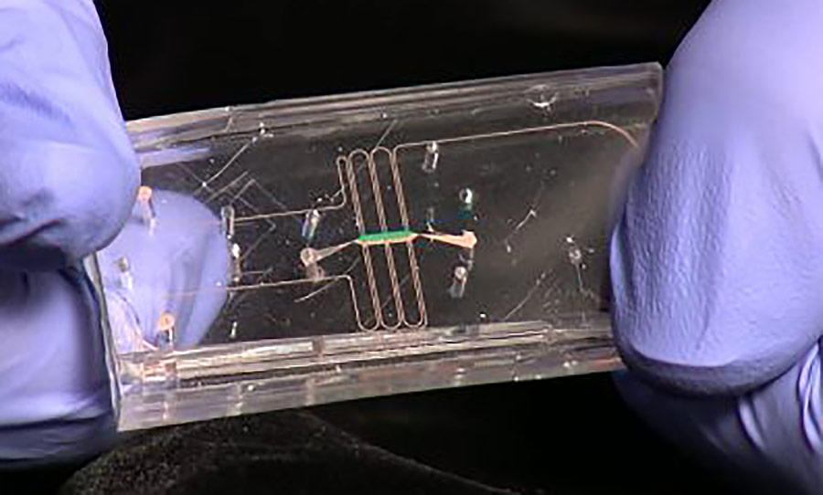 A tissue chip made of clear flexible plastic.