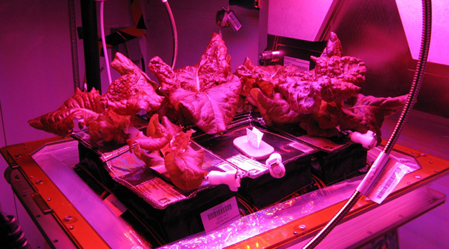Sierra Nevada Corporation partnered with Kennedy Space Center to create a plant growth system known as Veggie, now used on the International Space Station. The system employs LEDs, which are highly efficient and long lasting and radiate hardly any heat.