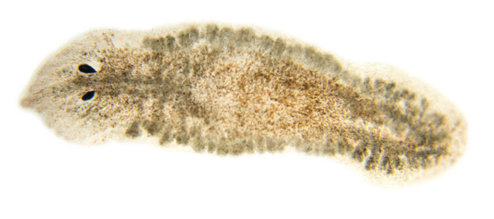A planarian flatworm