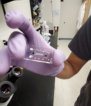 Each tissue chip is no larger than a thumb drive and houses three dimensional muscle bundles to help scientists better understand muscle function and muscle loss.