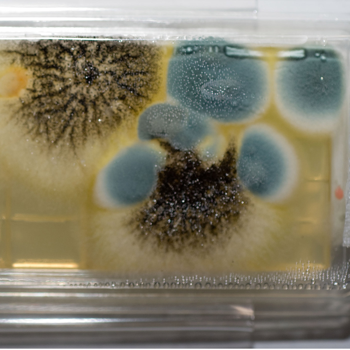 To monitor microbial growth and ensure a safe and healthy environment on the International Space Station, crew members take regular samples of air, surfaces, and water to be analyzed. Scientists main focus is still to prevent microbes on the station, rather than to remediate.
