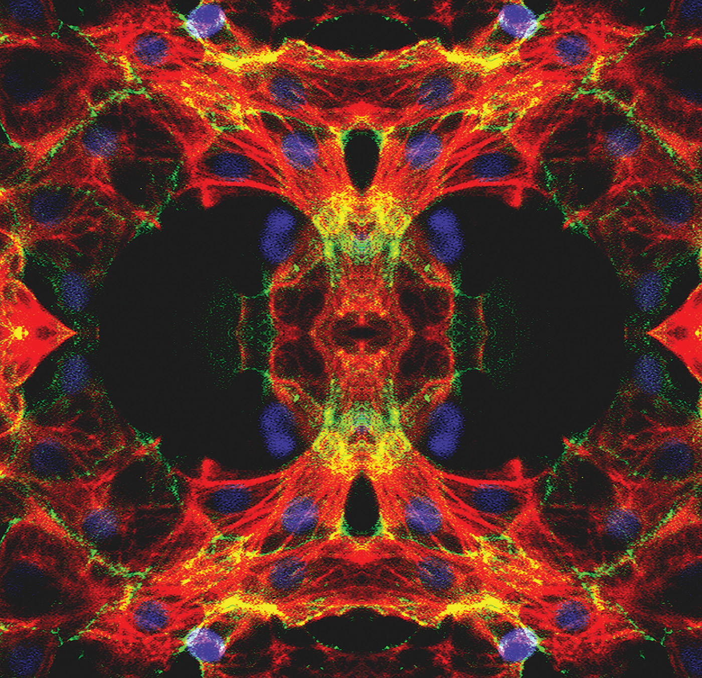 microgravity cardiac cells