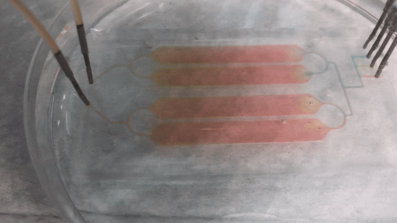 Timelapse of the lab on a chip developed by Micro gRx.