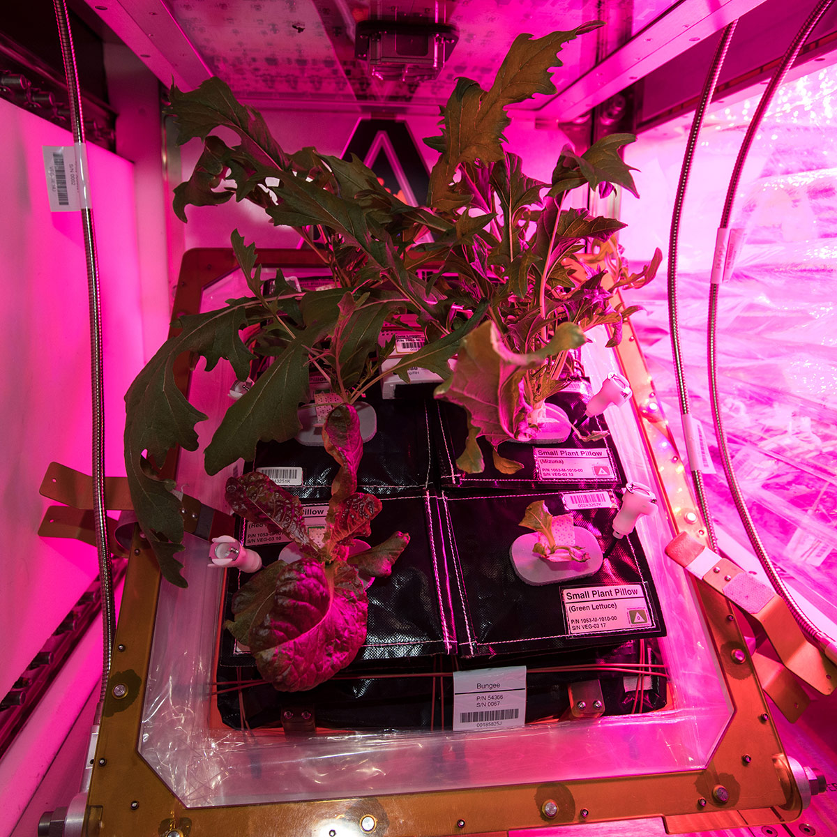 Crew members aboard the International Space Station have grown two batches of mixed greens (mizuna, red romaine lettuce and tokyo bekana cabbage), and are now running two Veggie facilities simultaneously.