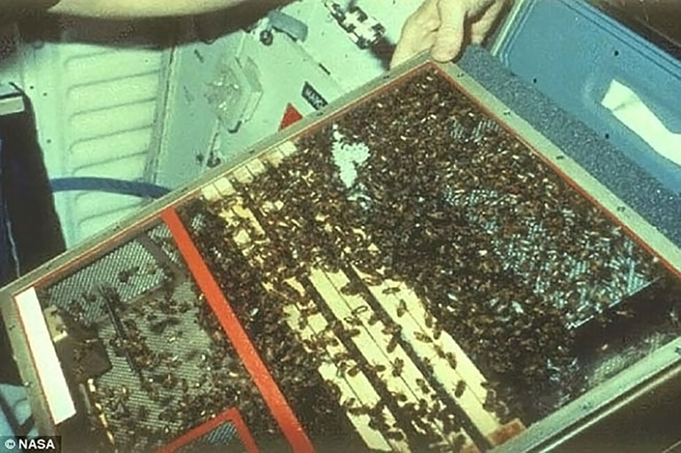 nasa discoveryshuttle BEM 3400bees