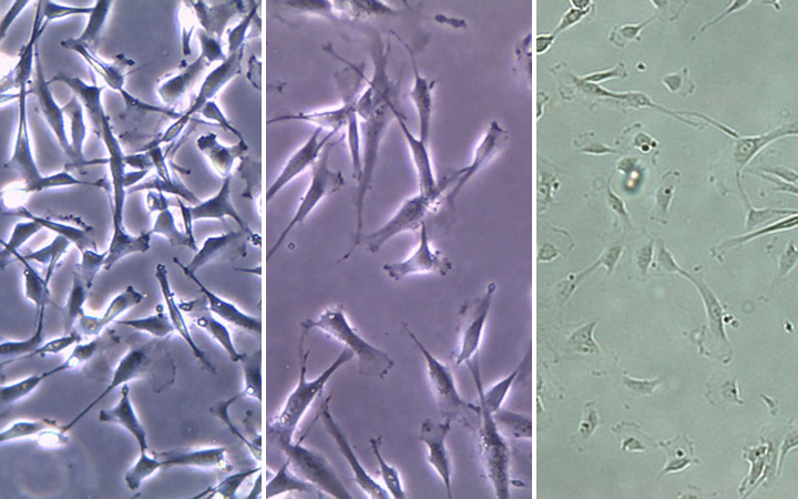 Neonatal CPCs cultured in the BioCell hardware.