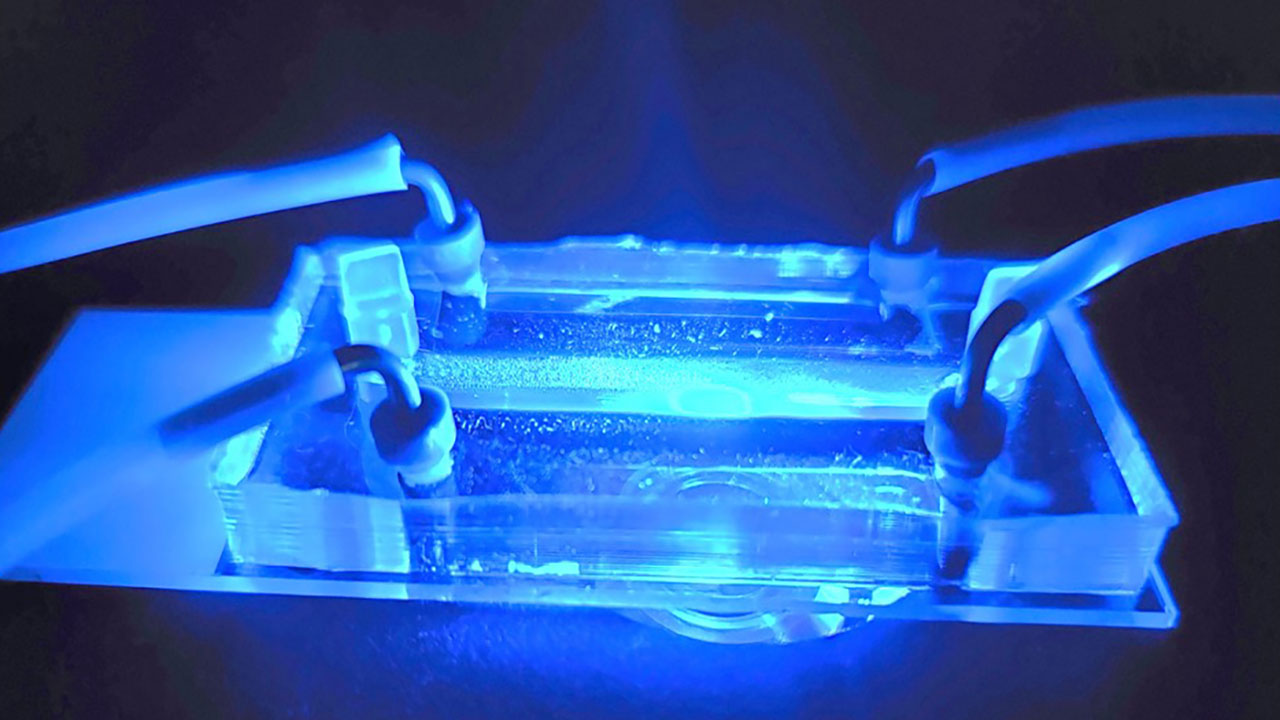 A view of University of Connecticuts cartilage tissue chip.