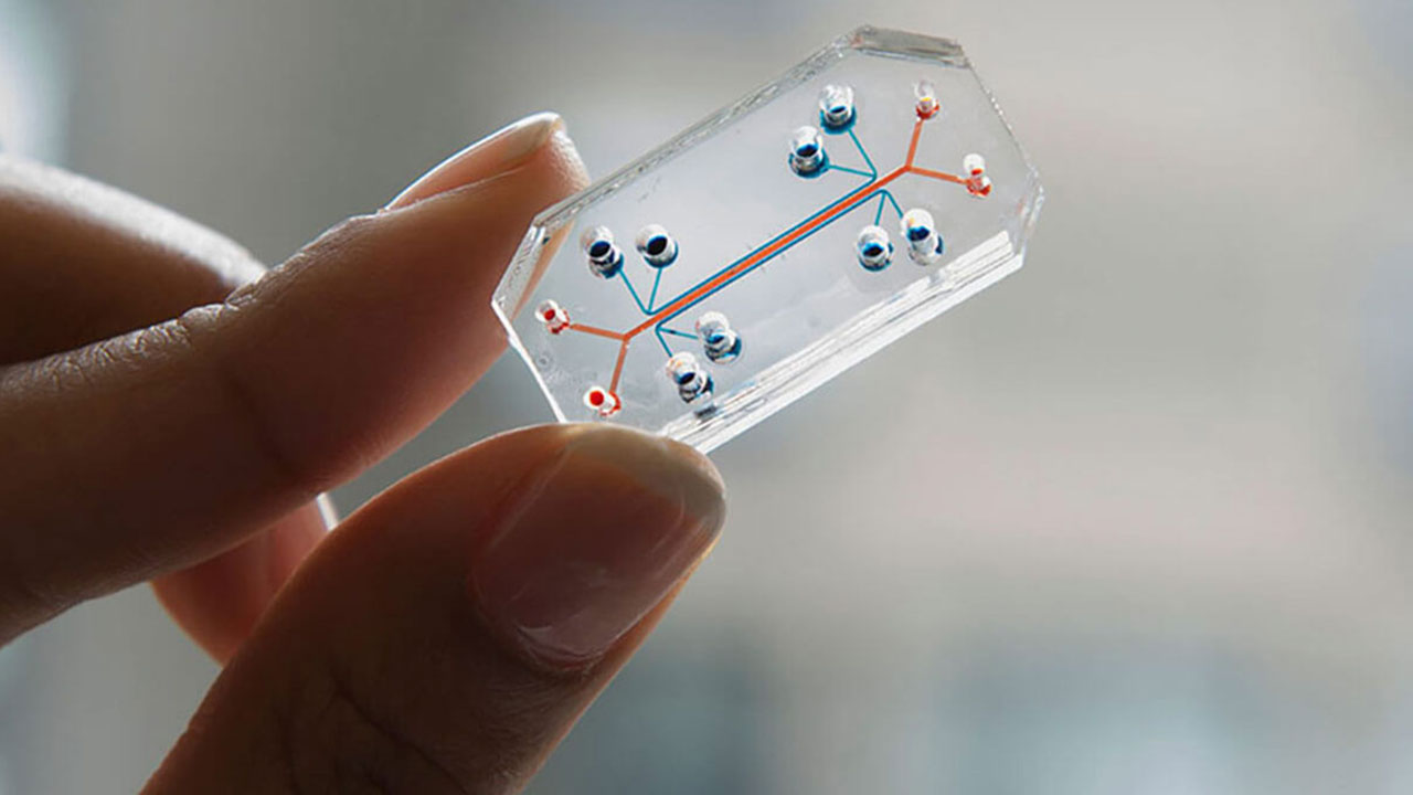 This lung-on-a-chip serves as an accurate model of human lungs to test for drug safety and efficacy.
