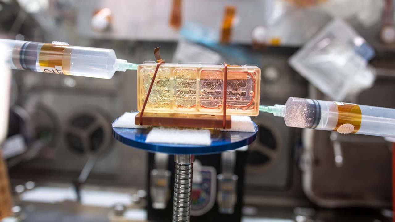 A close up view of the cell culture media change in a chamber containing engineered heart tissues as part of the Cardinal Heart experiment aboard the International Space Station