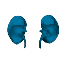 organs in a row square kidneys